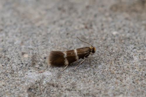 Phylloporia bistrigella